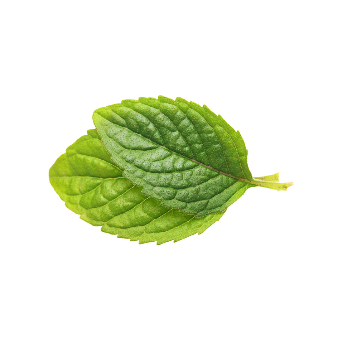 Capella Menthe Douce Spearmint arôme alimentaire 30ml frais
