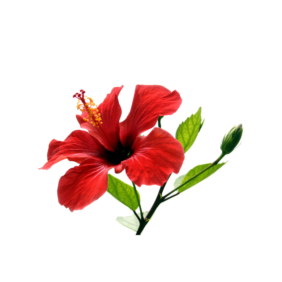 Capella Hibiscus arôme floral acidulé 30ml
